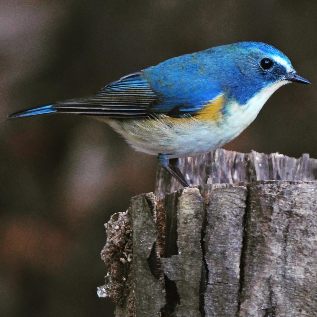 ルリビタキ (=^・^=)