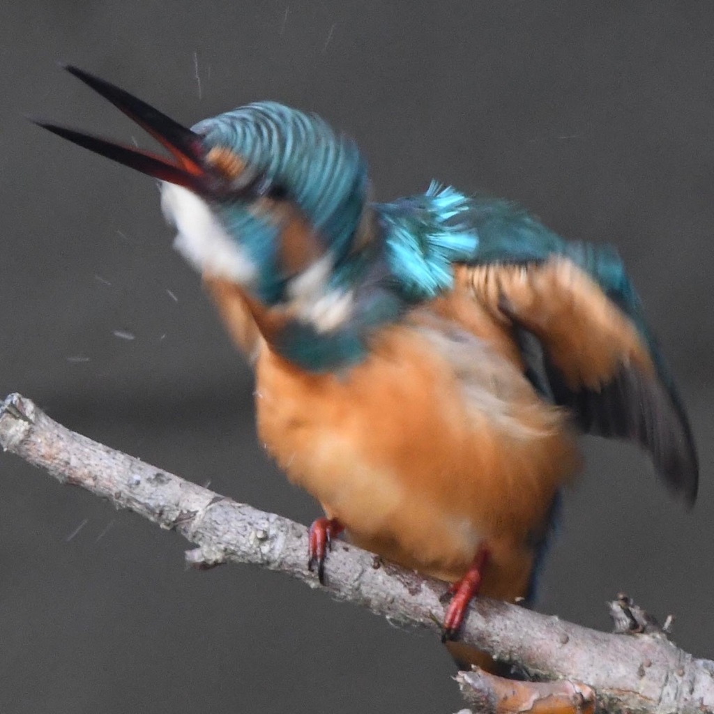 カワセミ (''◇'')ゞ