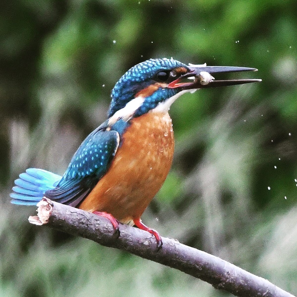 もらった～♪。