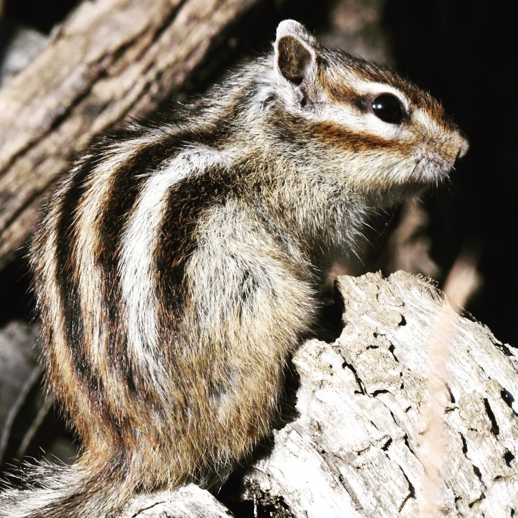 シマリス ( ◠‿◠ )