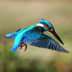 カワセミ (^^)/~~~