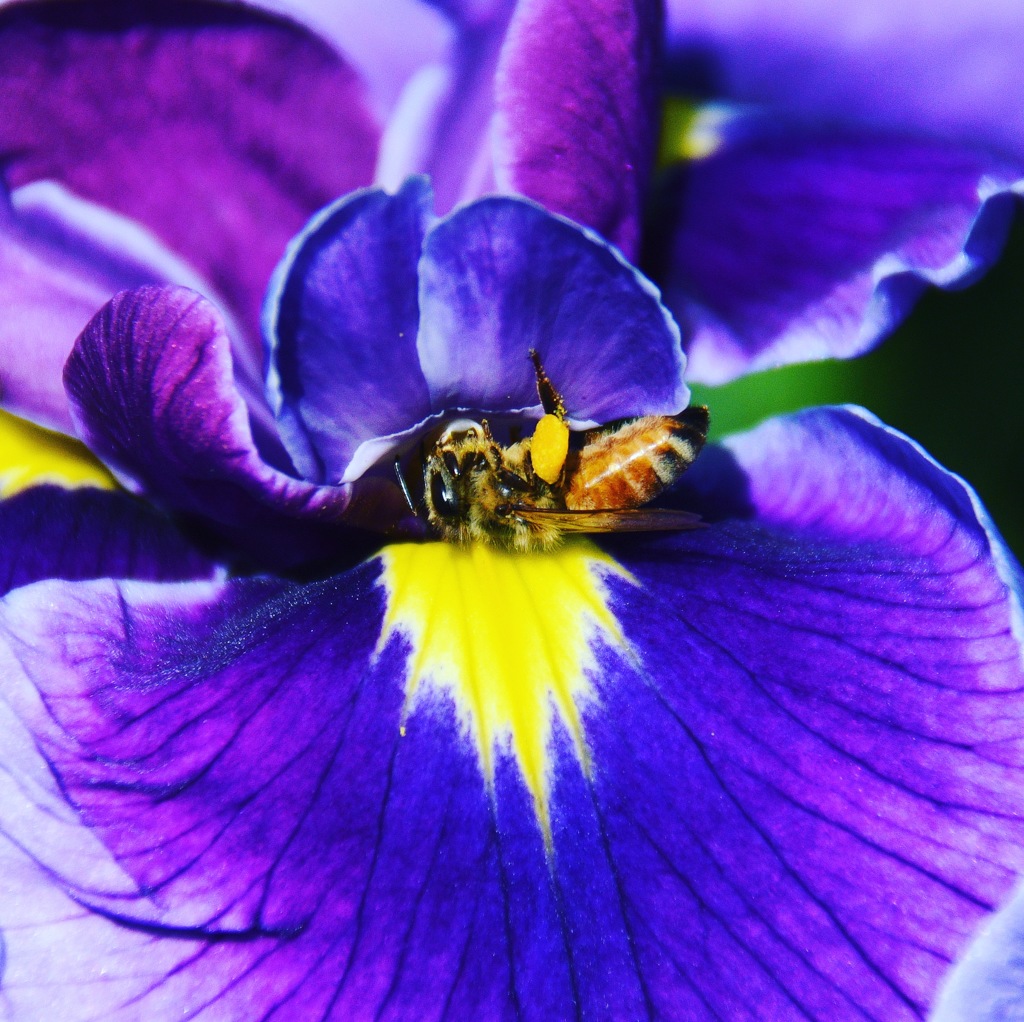 花菖蒲 ベッド (^^♩。