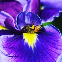 花菖蒲 ベッド (^^♩。