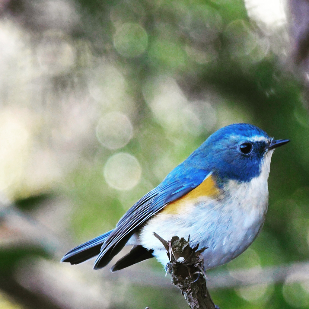 ルリビタキ (=^・^=)