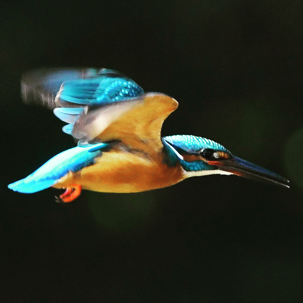 カワセミ展示飛行 (^^)/~~~