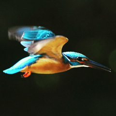 カワセミ展示飛行 (^^)/~~~