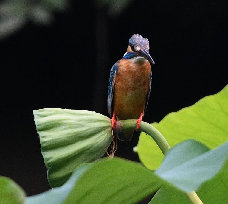 シャワーヘッド、横乗り。