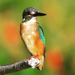 カワセミ (((o(*ﾟ▽ﾟ*)o)))♡