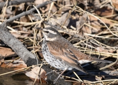 本日の友情出演の方 (''◇'')ゞ。