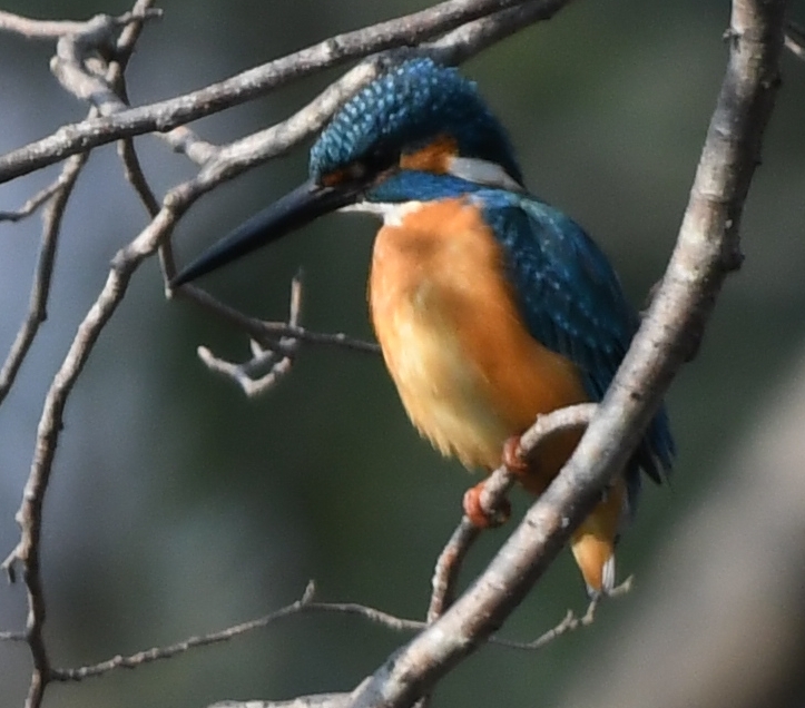 これからは君の池みたいだね (''◇'')ゞ。