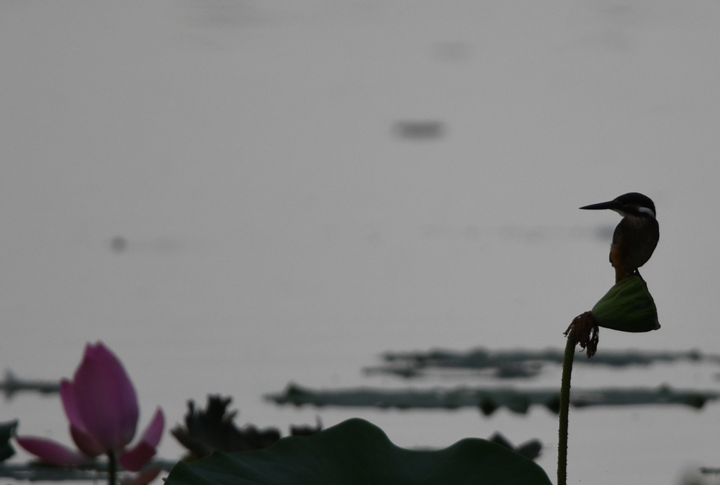 哀愁のカワセミ ～その1