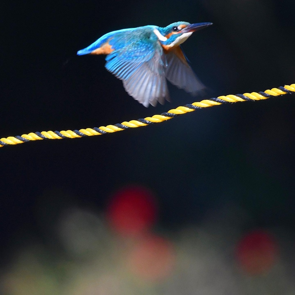 トラロープ ＼(◎o◎)／