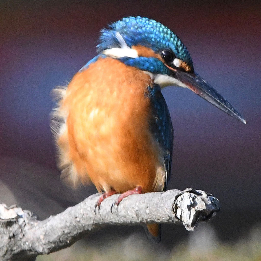 カワセミ (''◇'')ゞ