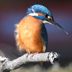 カワセミ (''◇'')ゞ