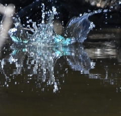 Kingfisher dive scene Take 02