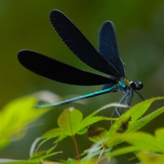 チヨウトンボ ^_^。