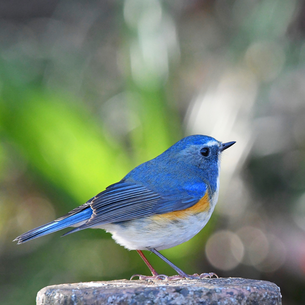 ルリビタキ !(^^)!