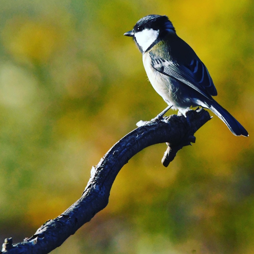 シジュウカラ (*^^*)