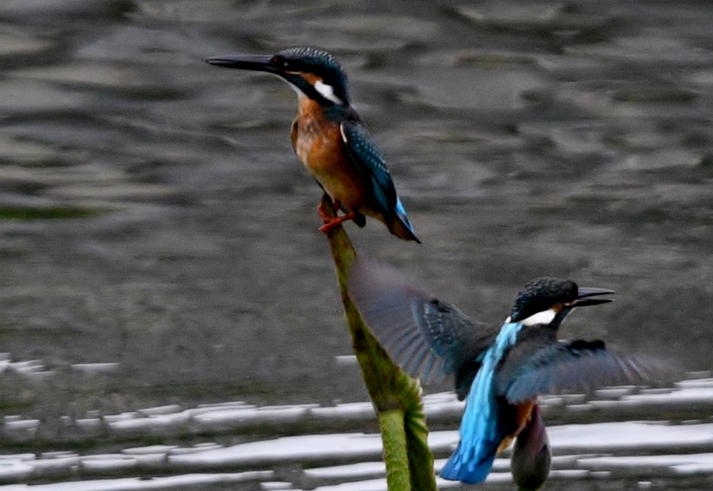 2羽で ～ !(^^)!～ ④