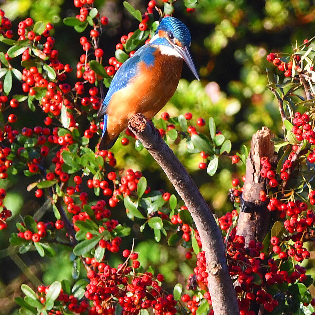 華やかなお立ち台 (^^♪。
