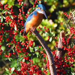 華やかなお立ち台 (^^♪。
