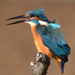 カワセミ (''◇'')ゞ