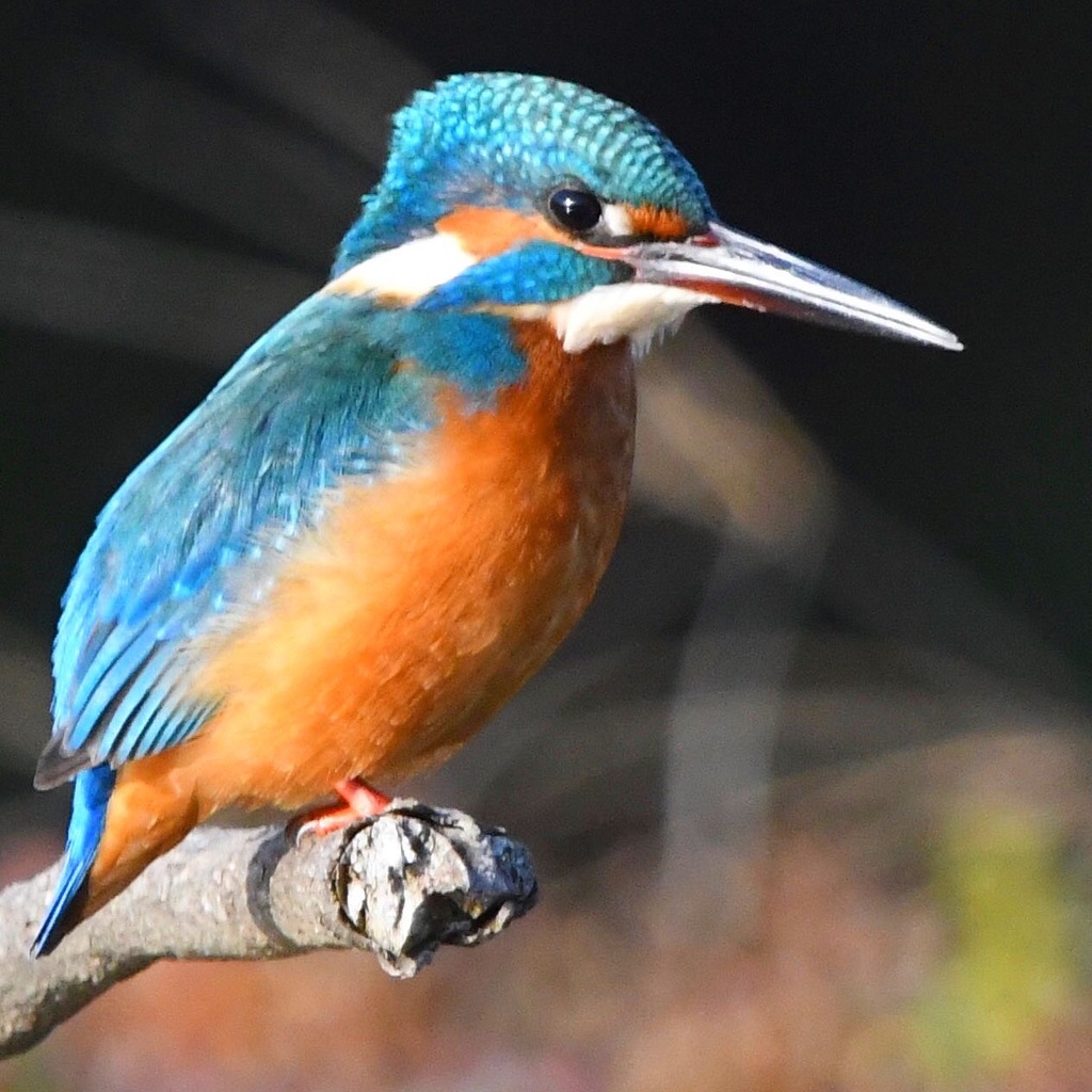 カワセミ (''◇'')ゞ