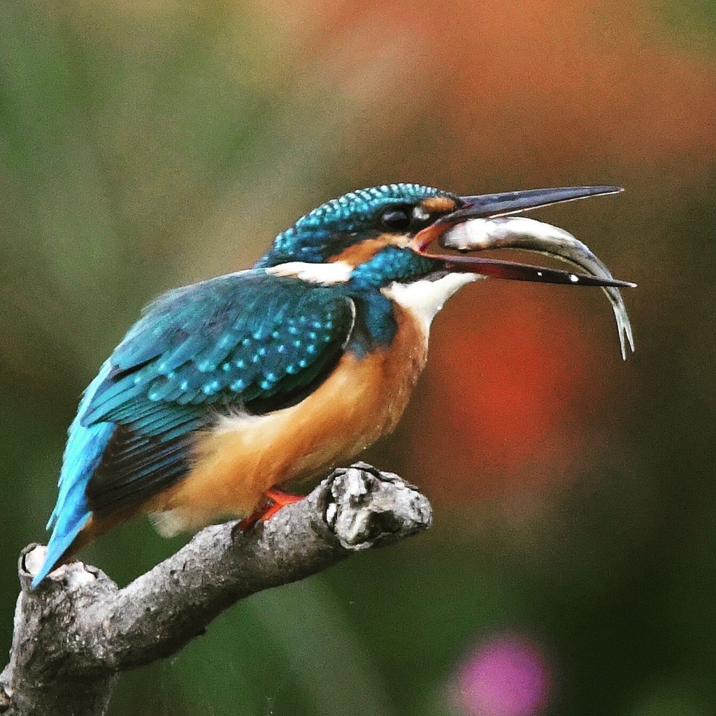 ごくりっ。。。