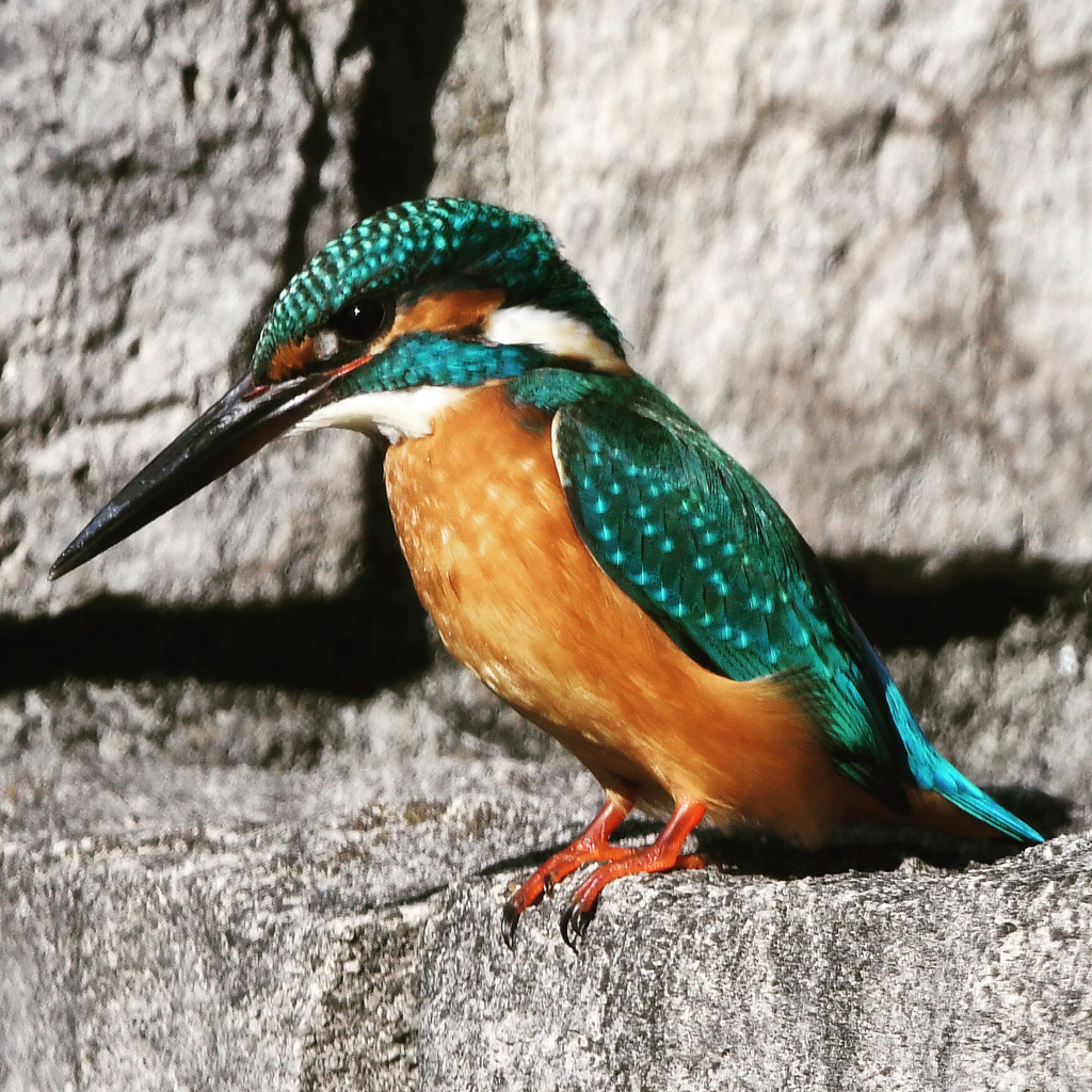 カワセミ (''◇'')ゞ