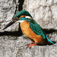 カワセミ (''◇'')ゞ