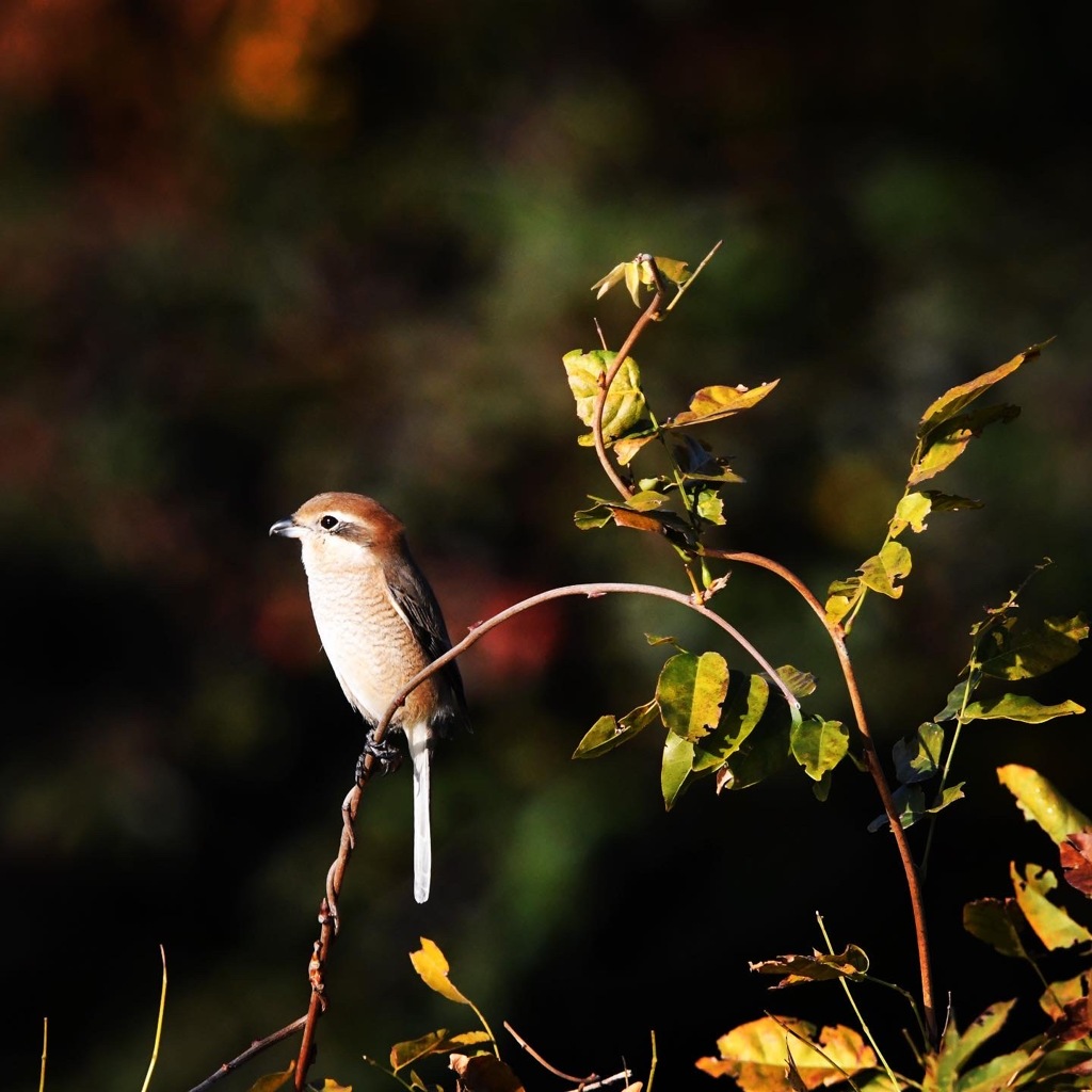 モズさん (=^・^=)
