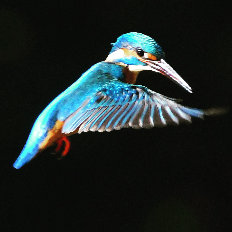 カワセミ ☆(^^)☆