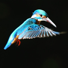 カワセミ ☆(^^)☆