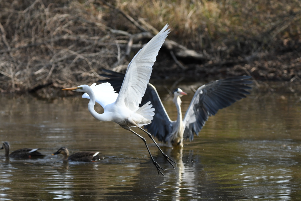 お初ショット ～♬。
