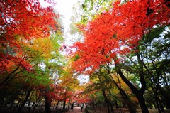 平林寺の紅葉