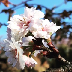 十月桜 (^з^)-☆