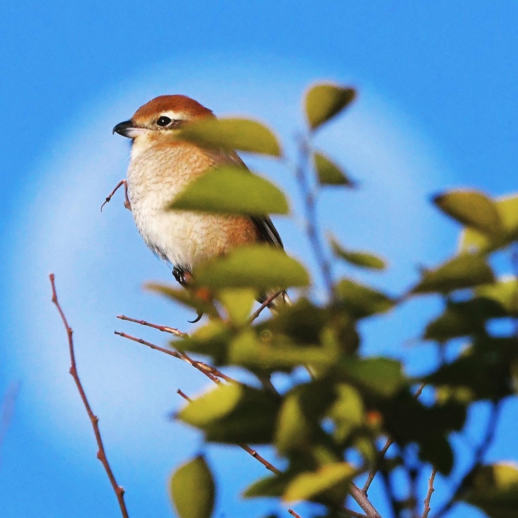 天使様 ( ◠‿◠ )