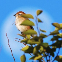 天使様 ( ◠‿◠ )
