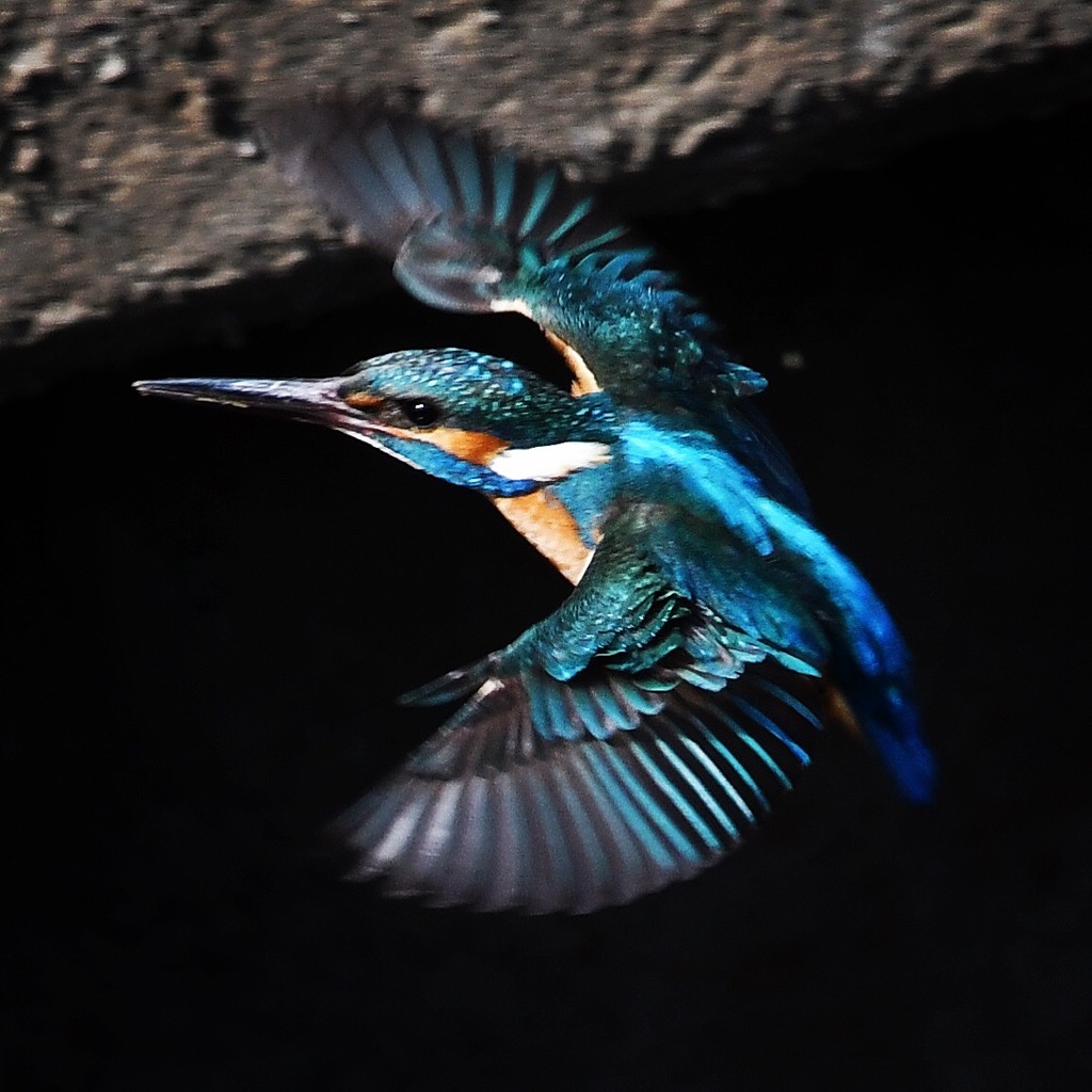 カワセミさん (=^▽^)σ