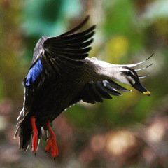 カモさん (^^♪。