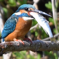 いただきます ～♪。