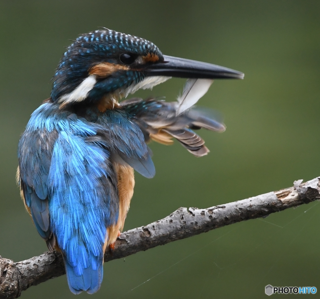 ブルーウイング (^^)/~~~。