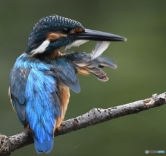 ブルーウイング (^^)/~~~。