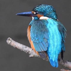 カワセミ （＾∇＾）