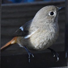 ジョウビタキ ☆(^^)☆