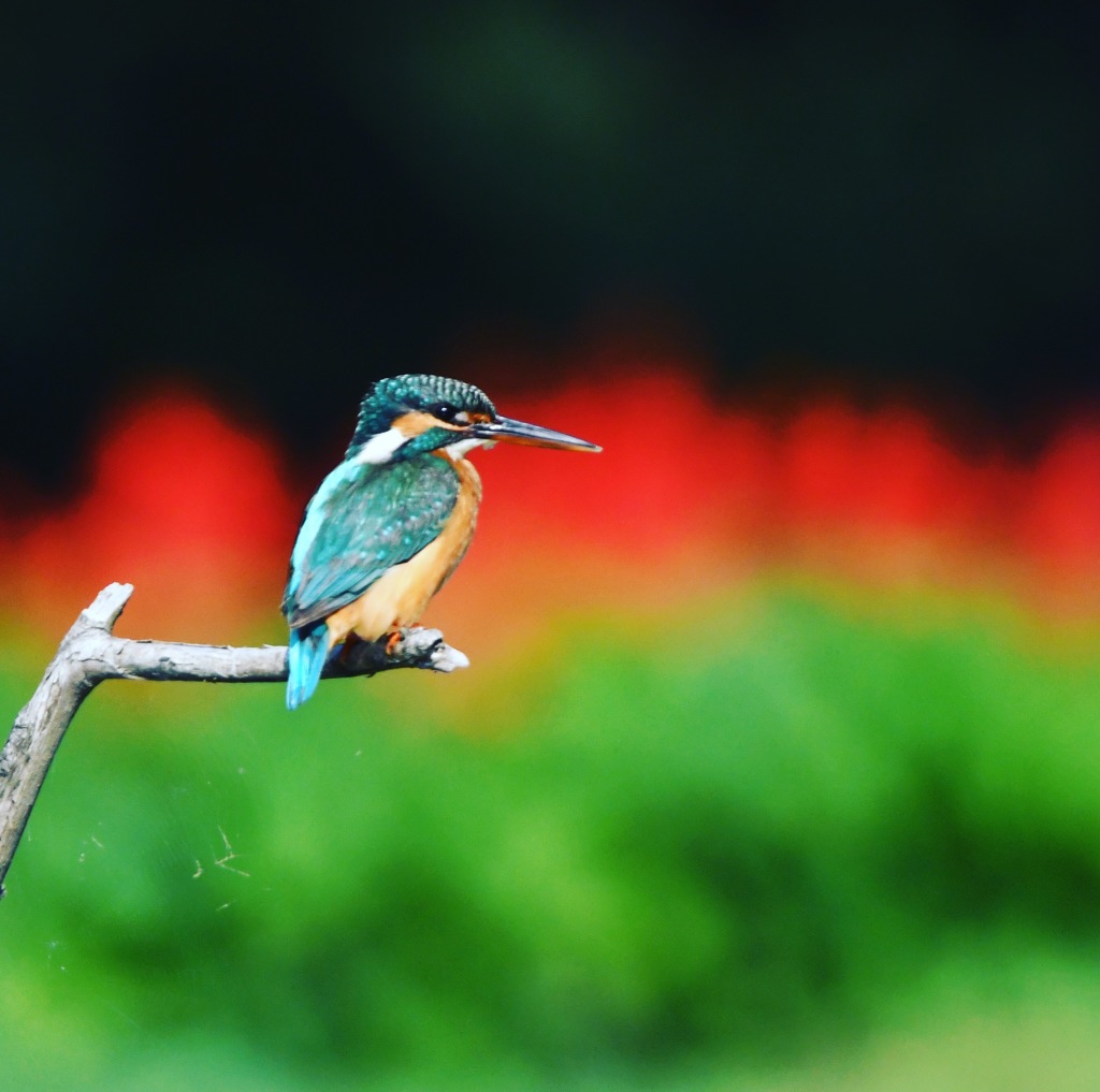 今日もありがとう (^^♩。