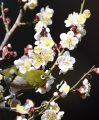 定番ですが (''◇'')ゞ。