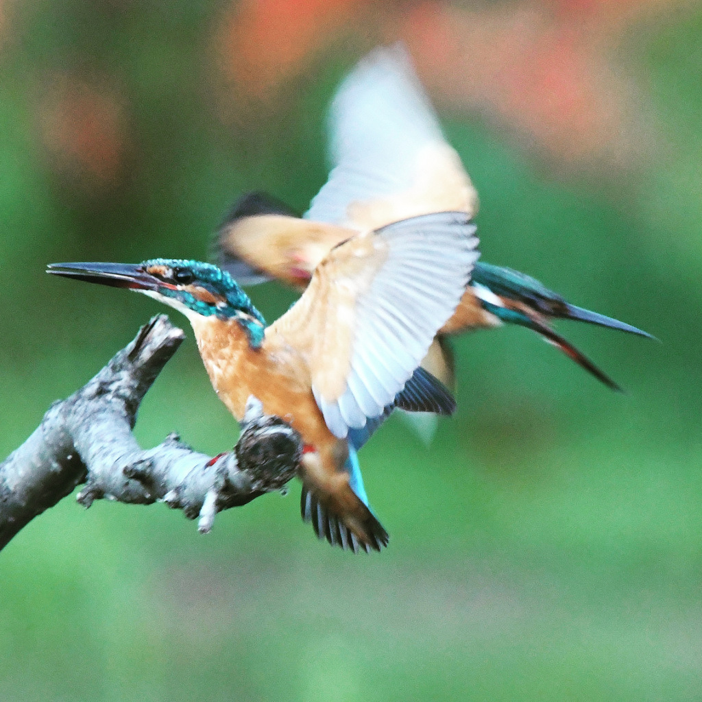カワセミ (^^♪。