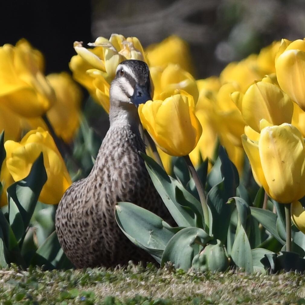 かもさんとチューリップ