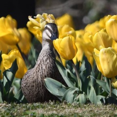 かもさんとチューリップ